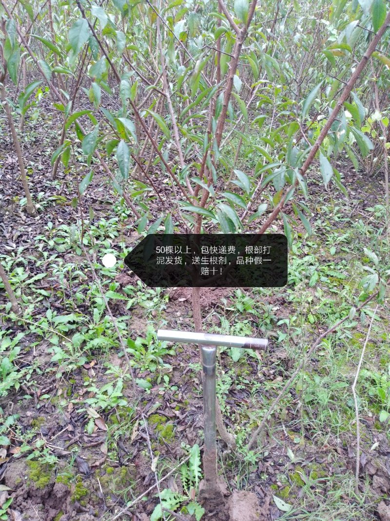 青脆李，蜂糖李，五月脆