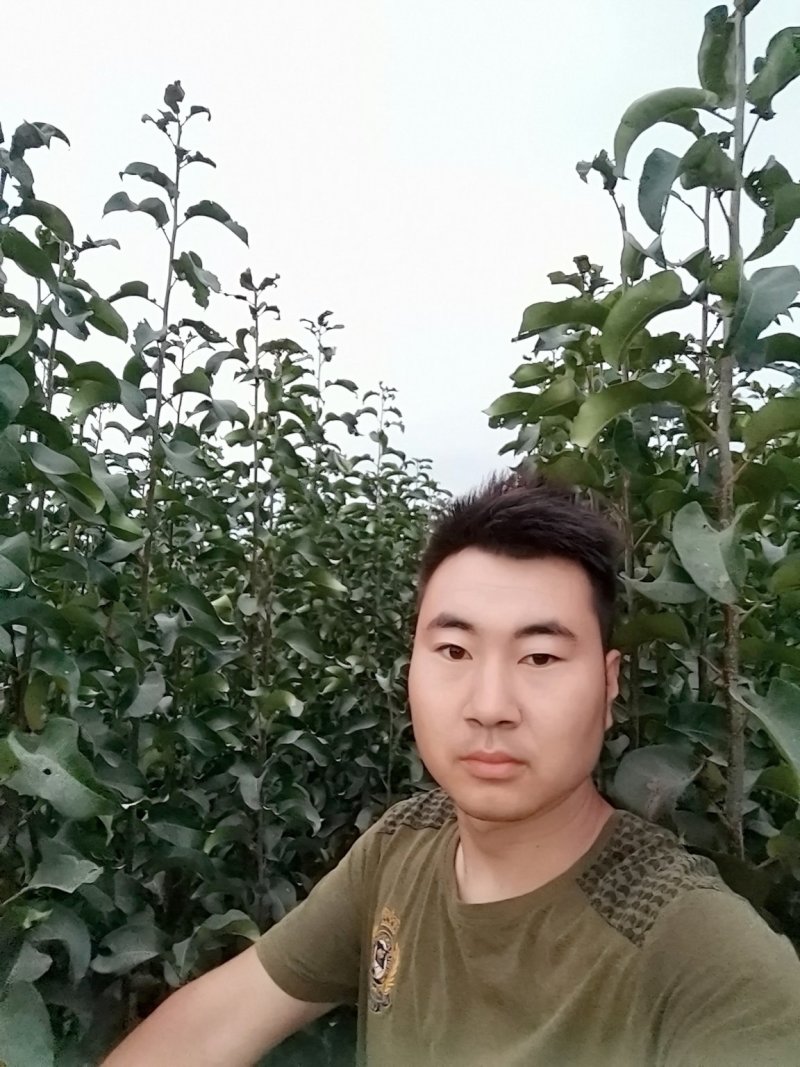 锦丰梨苗，成活率高，技术指导，保品种，可签合同
