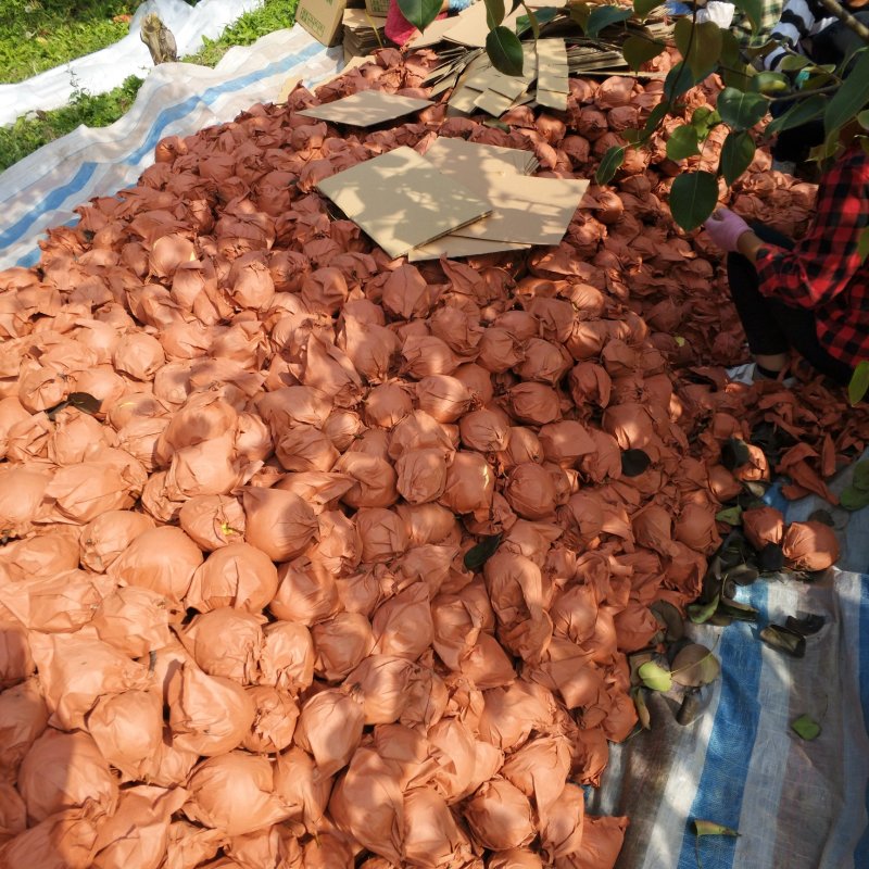 膜袋酥梨产地直销品质把控，长期供货，合作共赢，一条龙服务