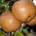 晚秋黄梨树苗，成活率高，技术指导，保品种，可签合同
