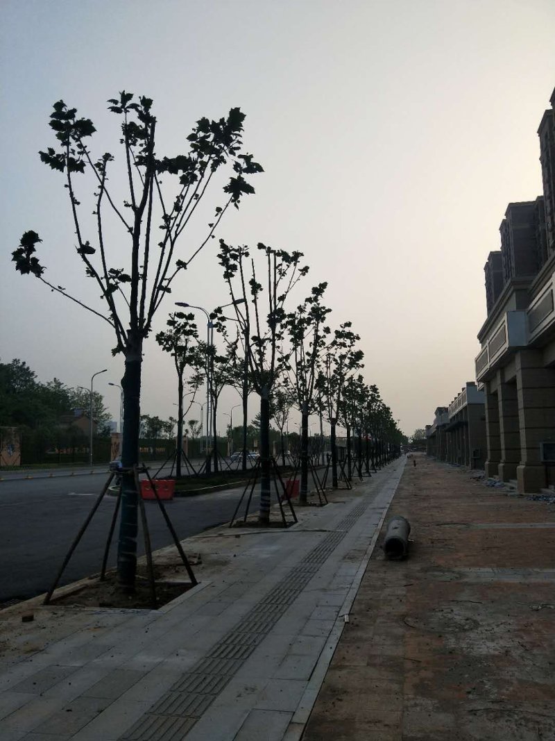 20公分法桐，胸径20公分带帽法桐
