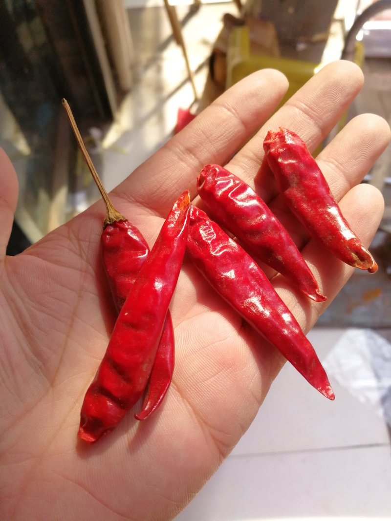 红辣椒朝天椒自家种植包邮