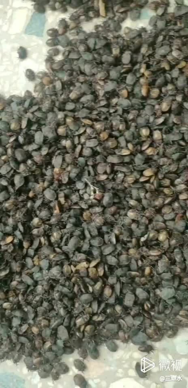 干货湿货大个小个九香虫