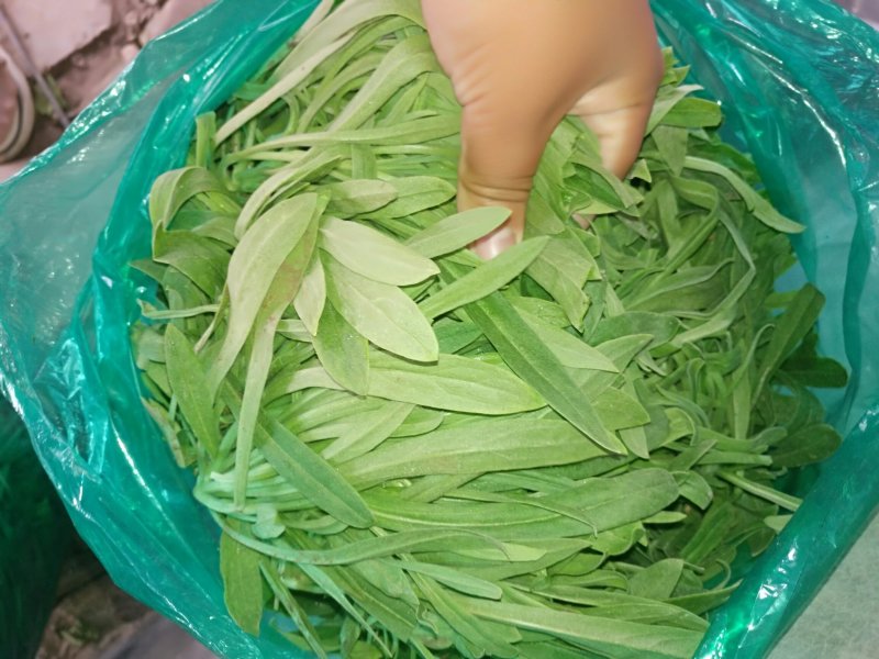 面条菜