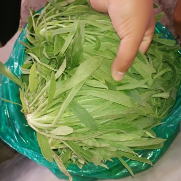 面条菜