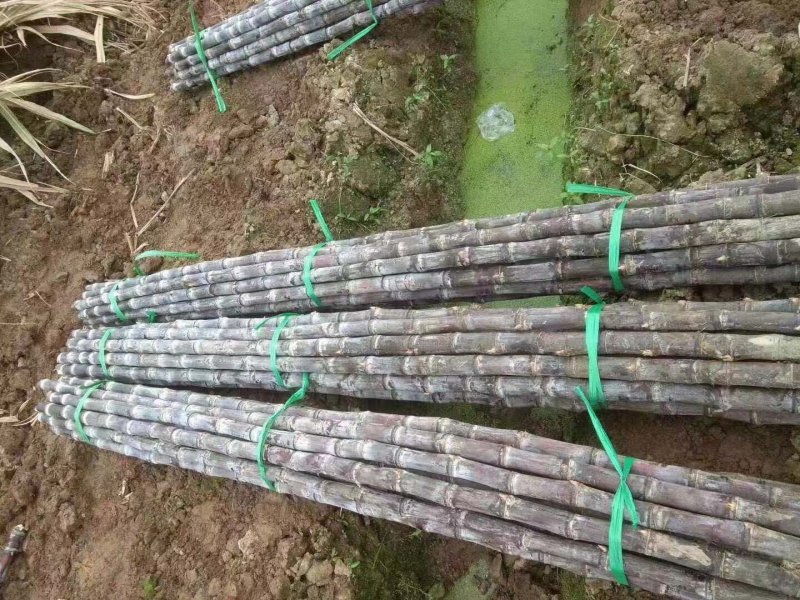 『种植大户』基地直采优质黑皮甘蔗发货装车一条龙