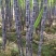 『种植大户』基地直采优质黑皮甘蔗发货装车一条龙
