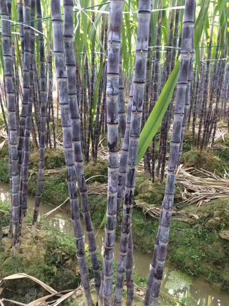 『种植大户』基地直采优质黑皮甘蔗发货装车一条龙