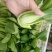 上海青