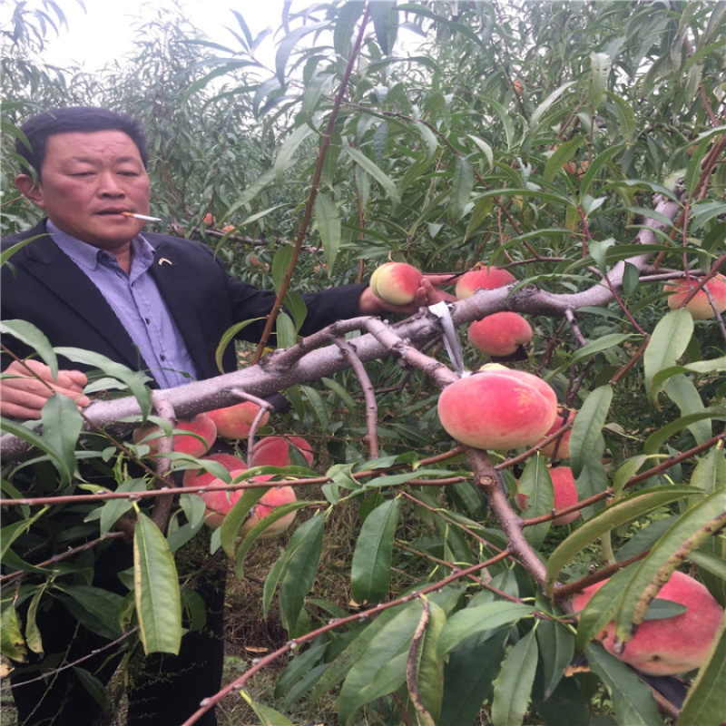 早熟脆甜桃01公分春雪桃树苗农户价粘核耐储运