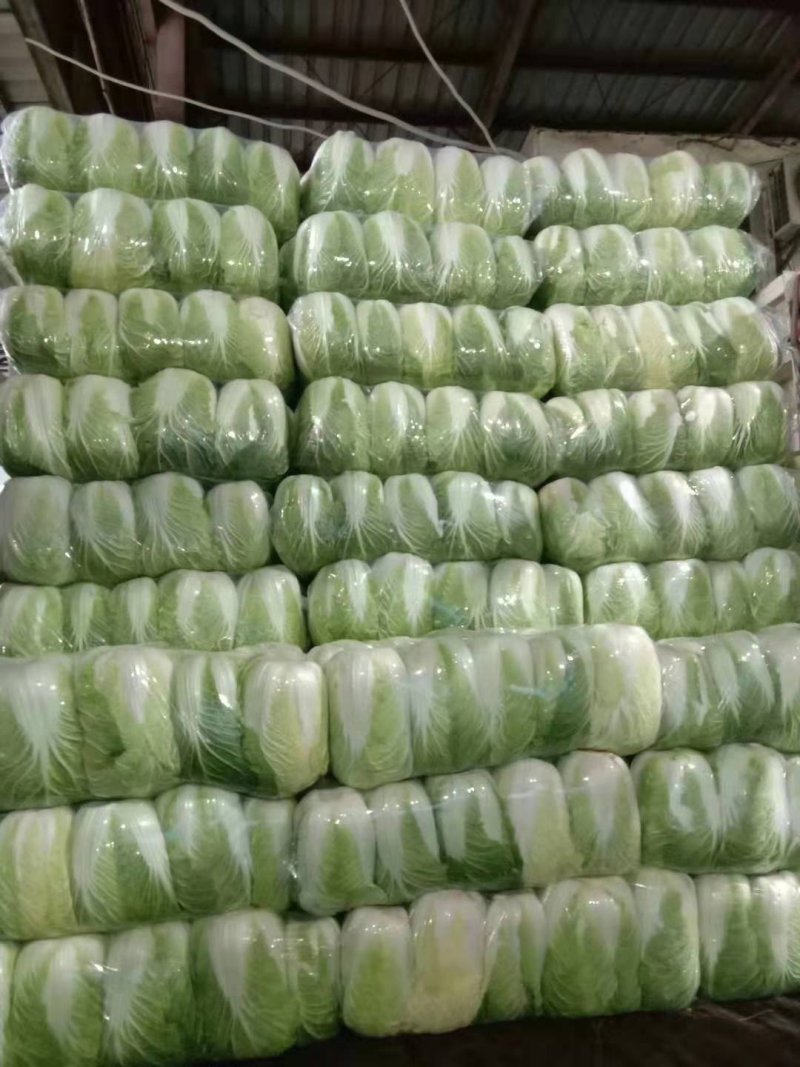 湖北白菜黄心大白菜批发商.电商.超市.加工厂合作共赢