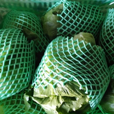 生菜球