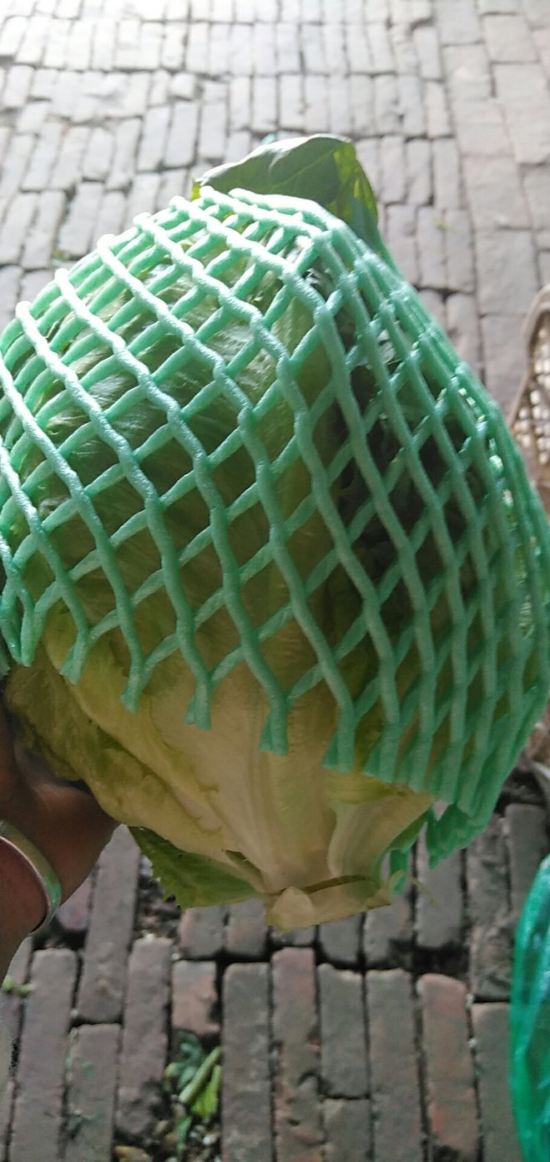 生菜球