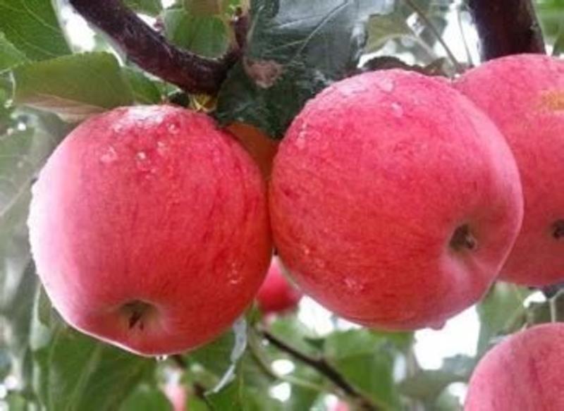 中秋王苹果树苗，成活率高，技术指导，保品种，可签合同