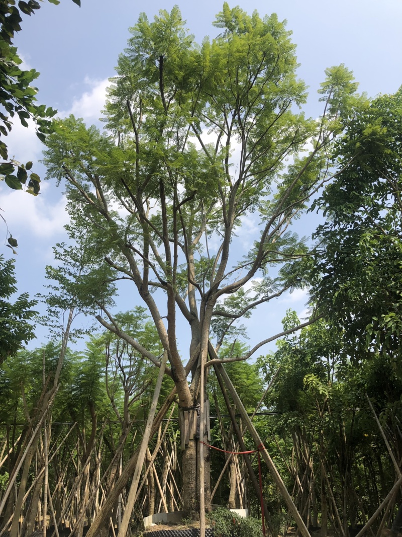 41分篮花楹移植苗全冠