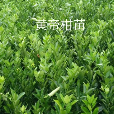四川成都皇帝柑苗（贡柑苗）皇帝柑苗种苗保湿发货