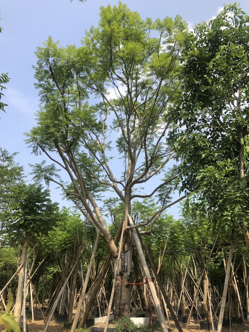 41分篮花楹移植苗全冠