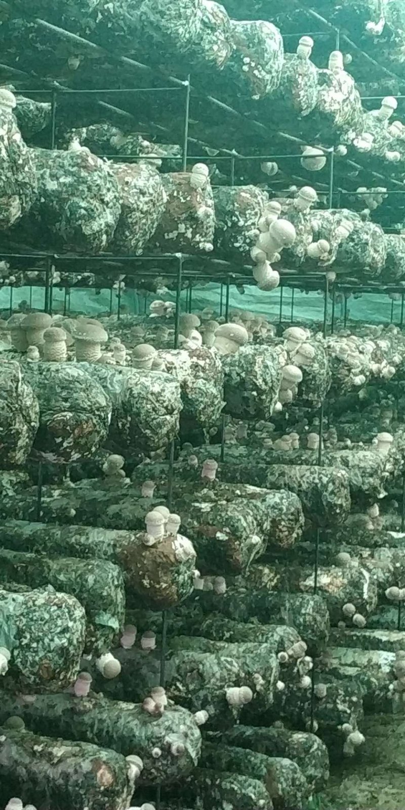 菌丰食用菌种植合作社