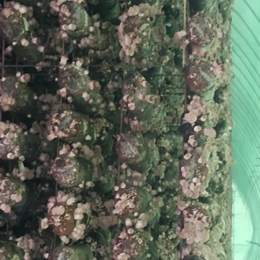 菌丰食用菌种植合作社