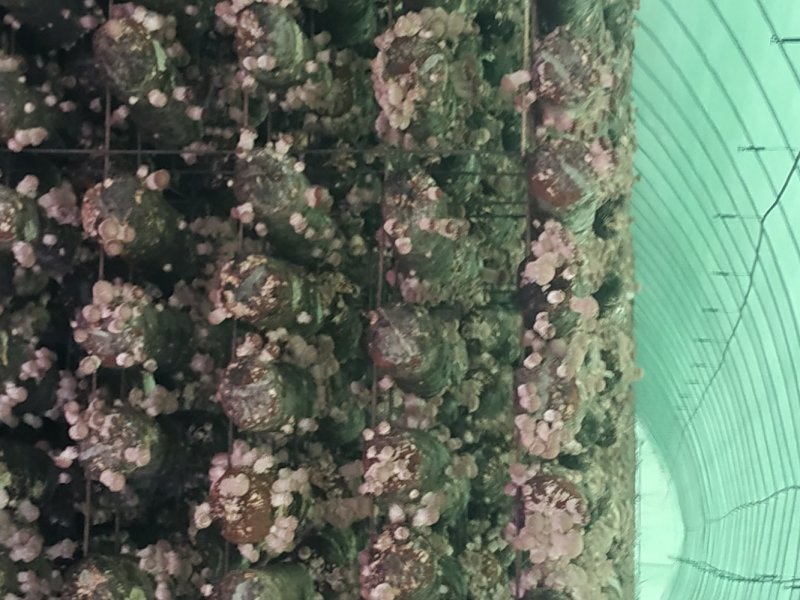 菌丰食用菌种植合作社