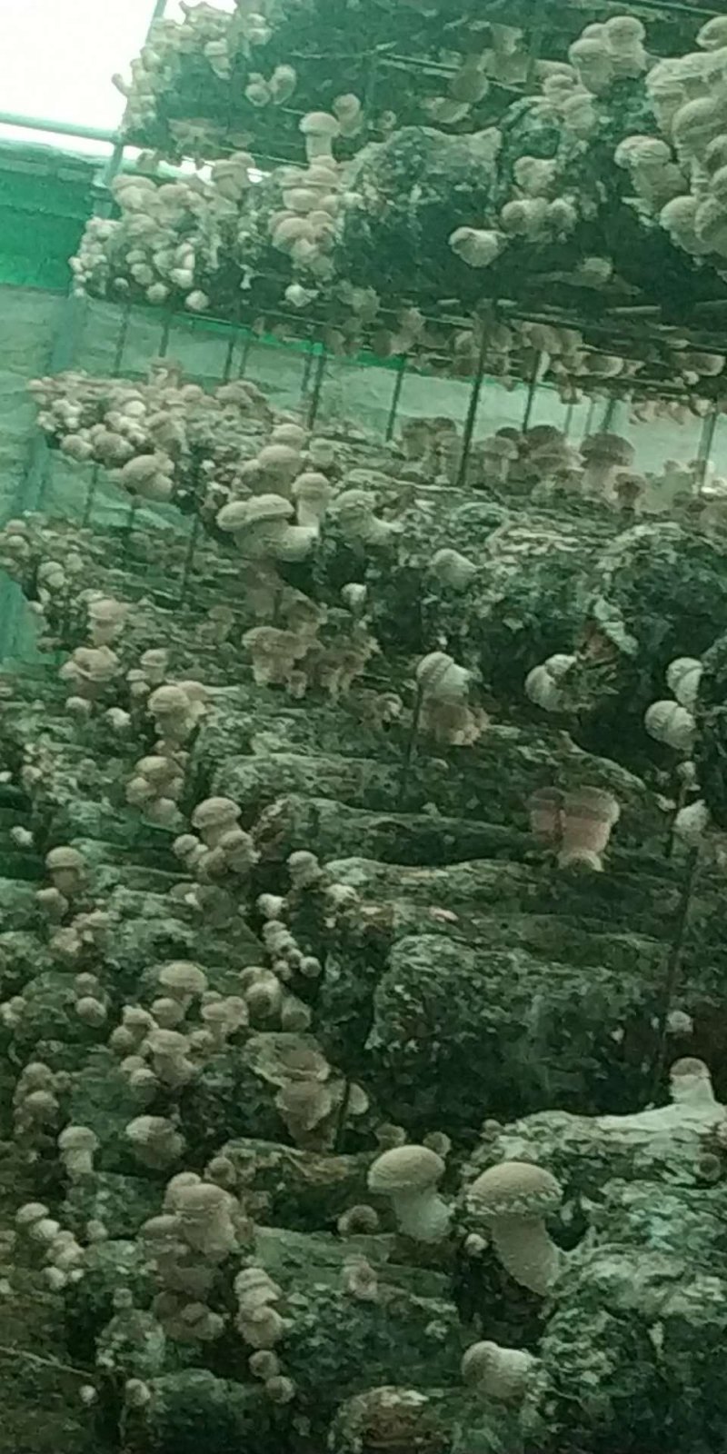 菌丰食用菌种植合作社