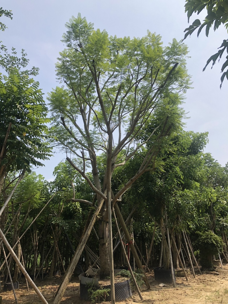41分篮花楹移植苗全冠