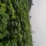 梓树各规格1-20大量供应
