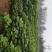 梓树各规格1-20大量供应