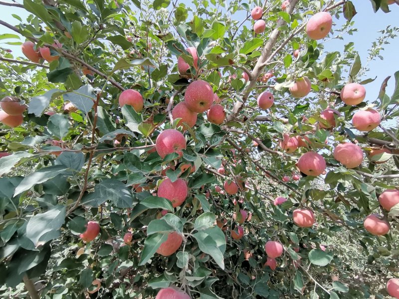 阿克苏冰糖心苹果/阿克苏苹果/80起步不封顶（光果）