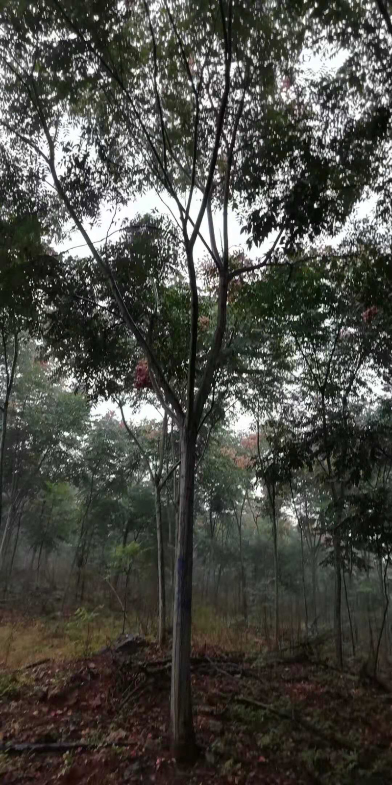 大量出售2-20公分栾树。湖北货源质量可靠，价格实惠。
