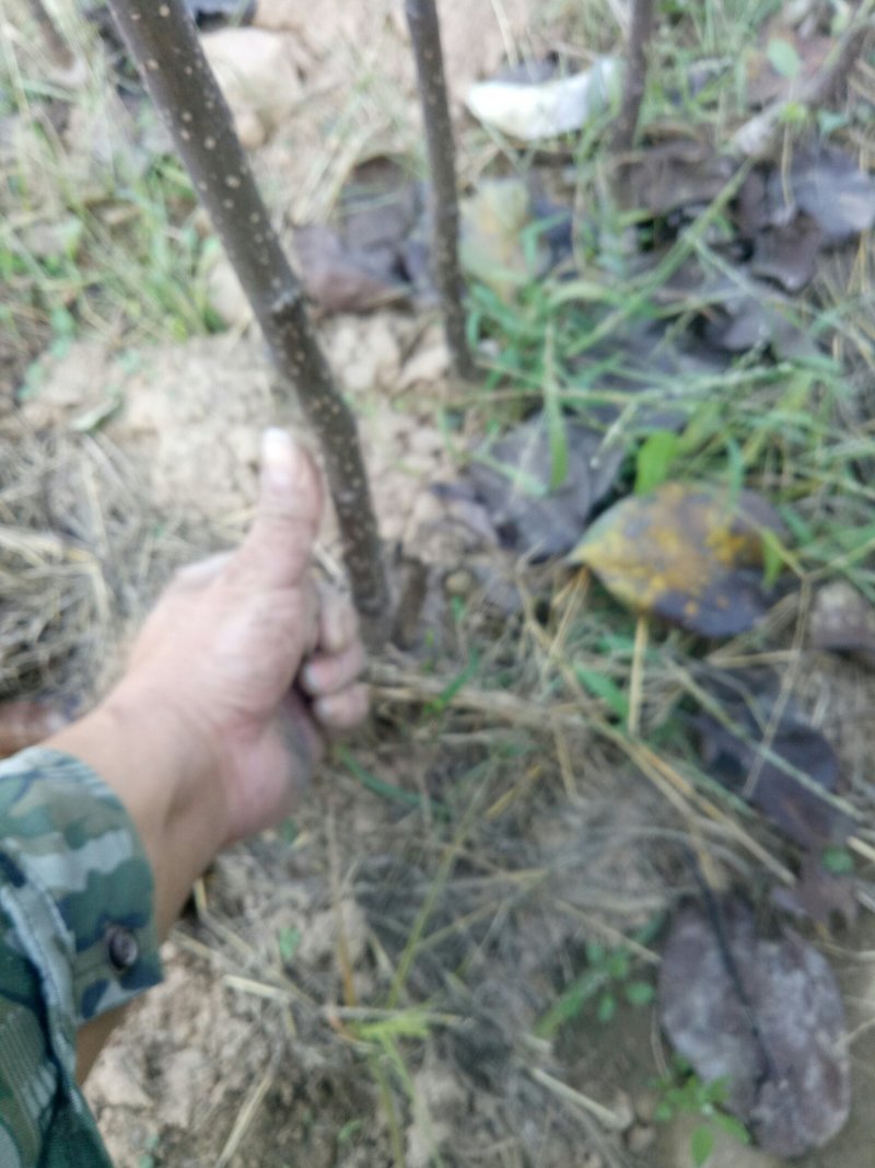 梨树苗，黄冠苗，秋月苗2年生到5年生的都有，价格优惠