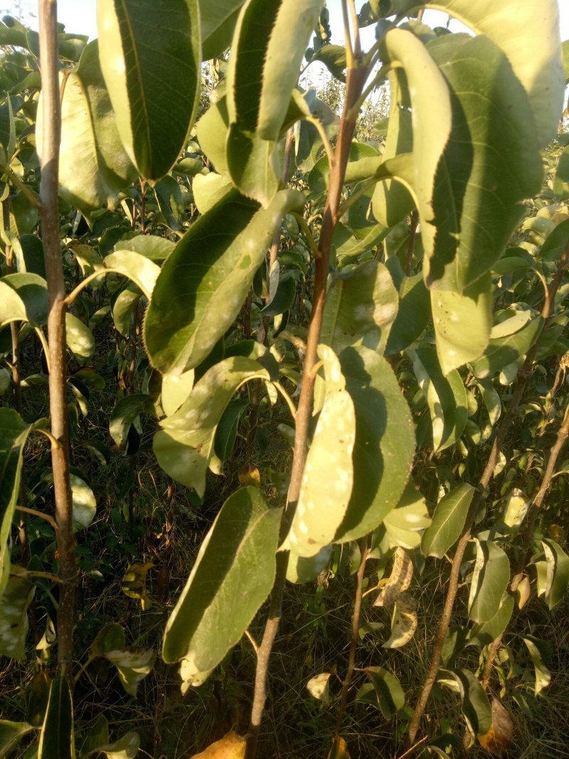 梨树苗，黄冠苗，秋月苗2年生到5年生的都有，价格优惠