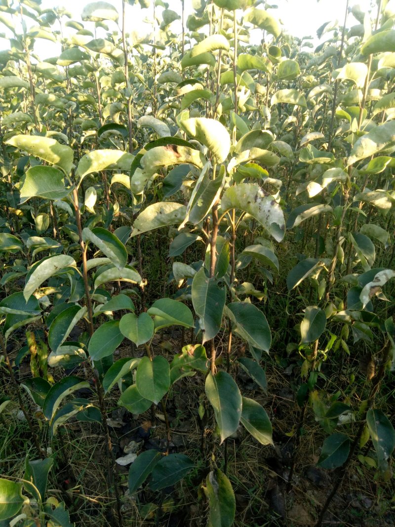 梨树苗，黄冠苗，秋月苗2年生到5年生的都有，价格优惠