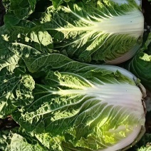 蔬菜