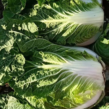 蔬菜