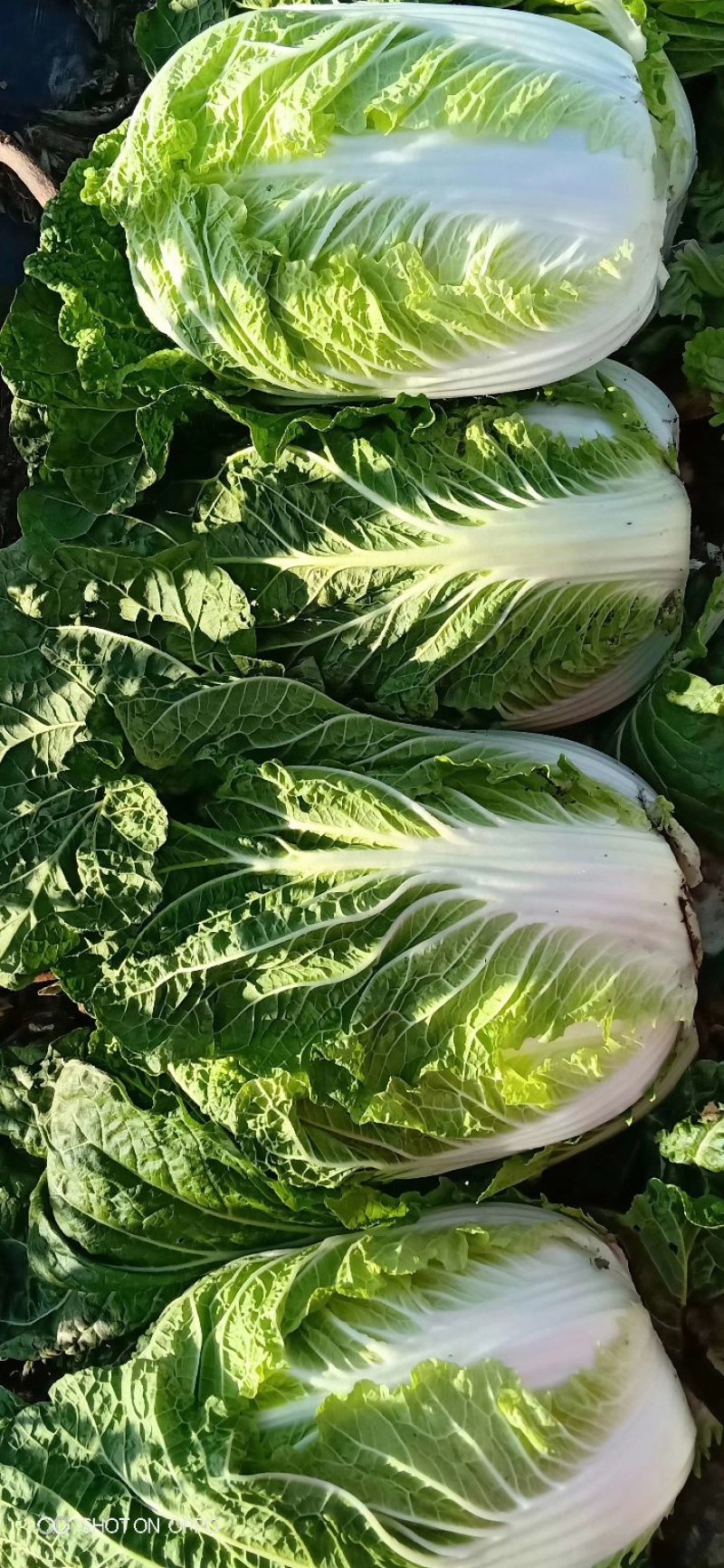 蔬菜