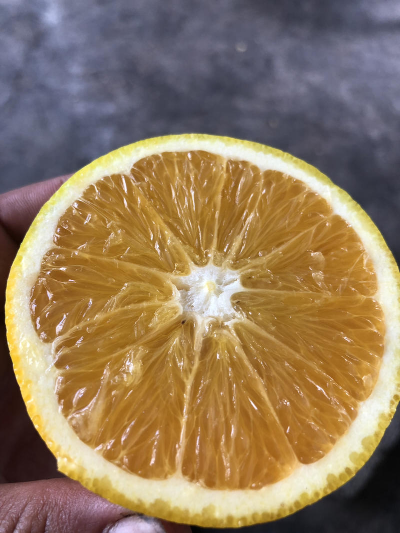蒙自自家种的纽荷尔脐橙，物美价廉，经济实惠