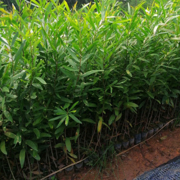 台湾相思树苗台湾相思树价格