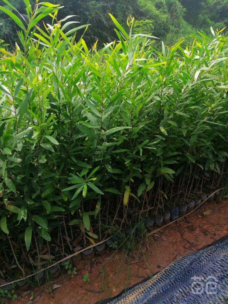 台湾相思树苗台湾相思树价格