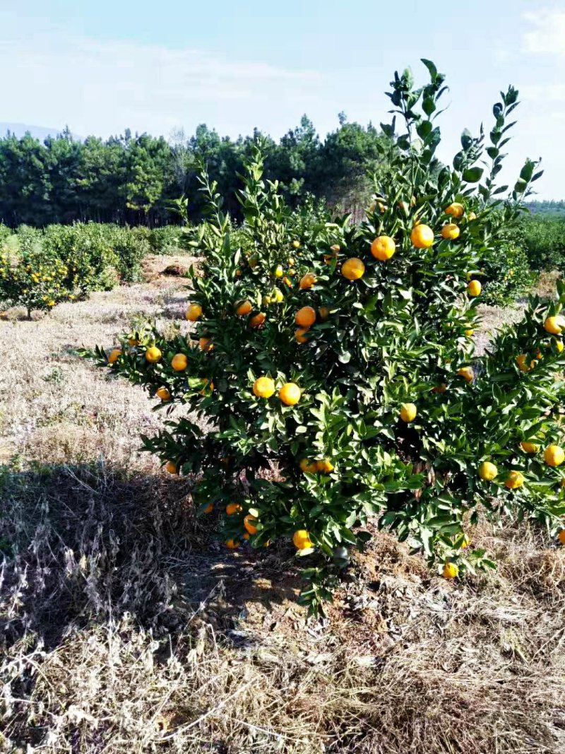蜜橘新余市
