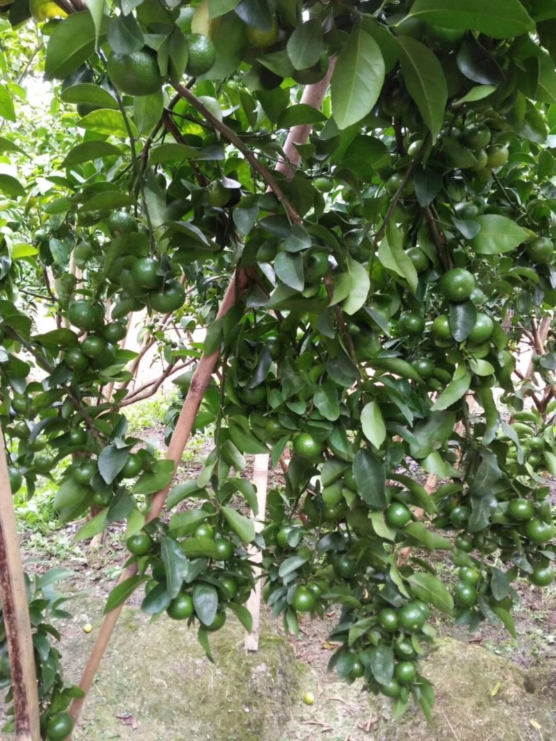 沙糖桔还有半个月，十二月初沙糖桔可以大量上市了