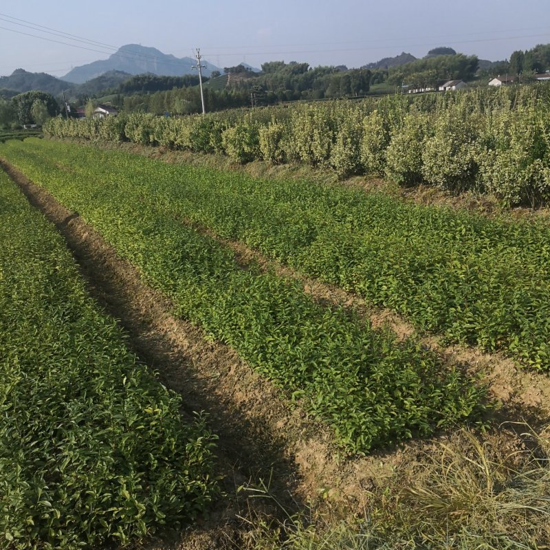 茶叶苗处理