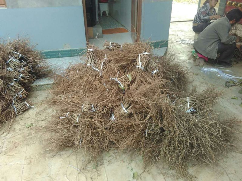 巨峰葡萄苗保证纯度保证成活率