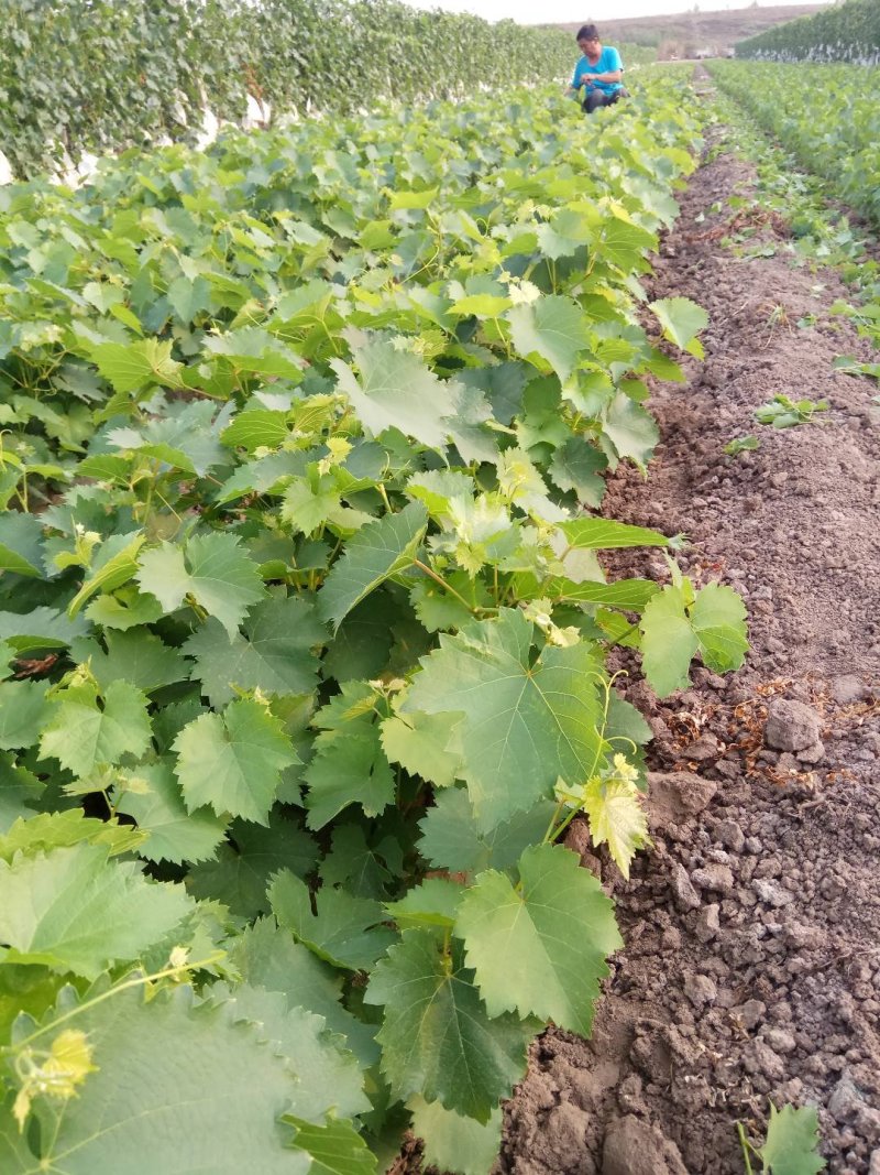 巨峰葡萄苗保证纯度保证成活率