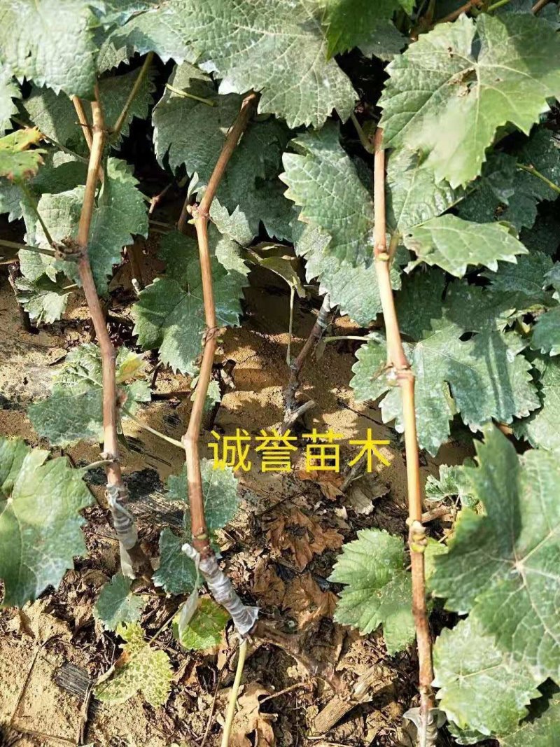 葡之梦葡萄苗保证纯度和质量保证成活率