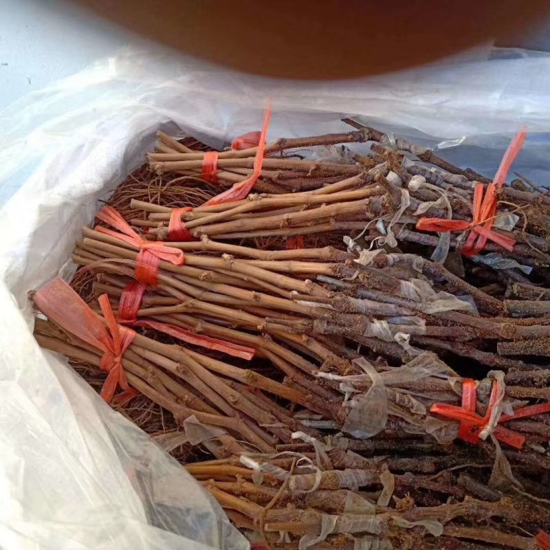 浪漫红颜葡萄苗保证纯度和质量保证成活率