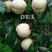 桃树苗白如玉桃树苗包品种可签合同优质嫁接苗