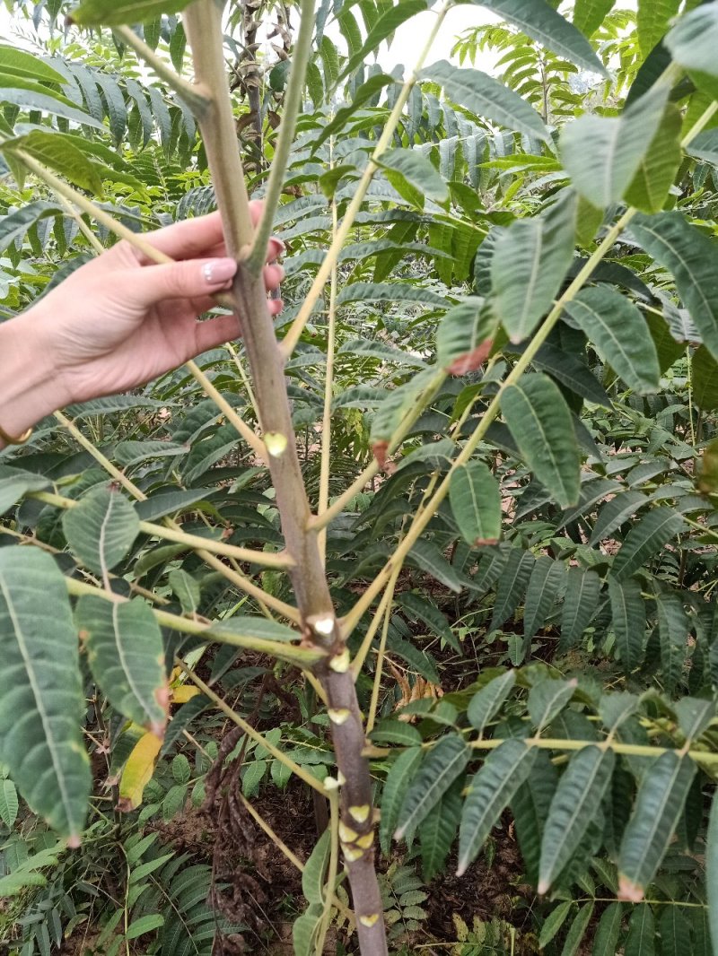 香椿苗(红油香椿苗)一手货源做大棚可指导，二至十公分的苗