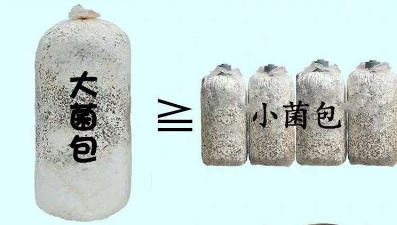 石河子批发高产量平菇裁培种，平菇菌包，其它食用菌栽培种