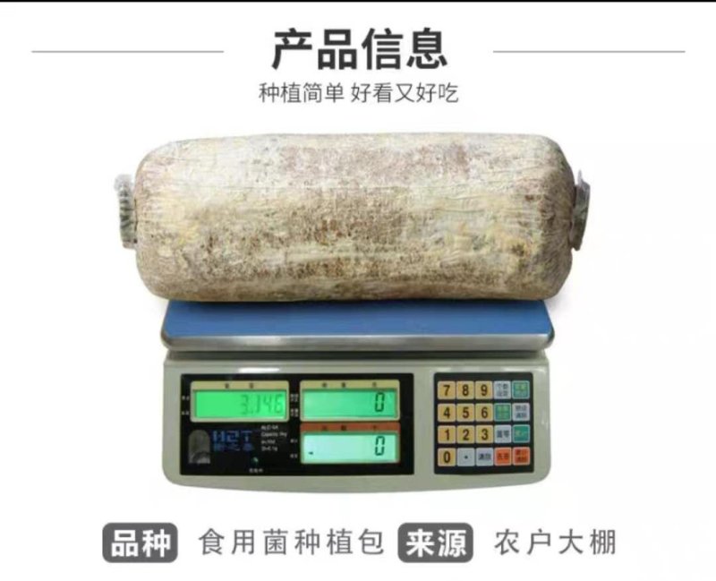 石河子批发高产量平菇裁培种，平菇菌包，其它食用菌栽培种